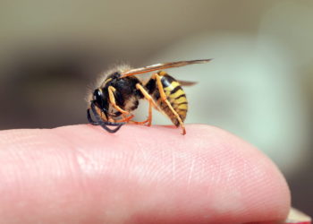 Comment faire pour faire dégonfler une piqûre de guêpe ?