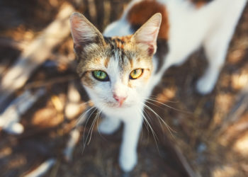Comment sont les yeux d'un chat malade ?