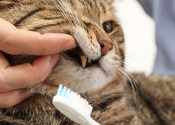 Comment nettoyer l'anus du chat ?