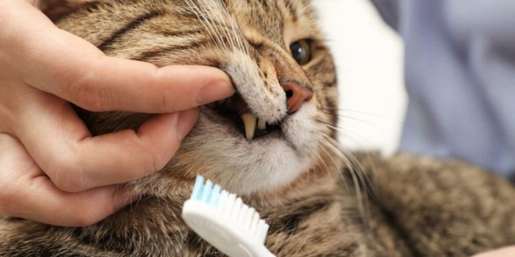 Comment nettoyer l'anus du chat ?