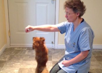 Comment faire Degonfler un chien ?