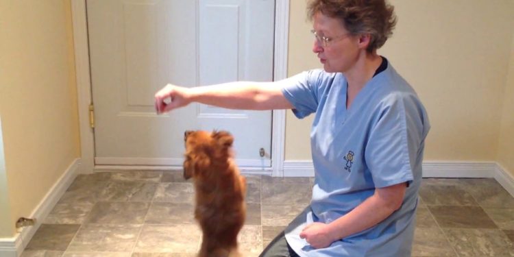 Comment faire Degonfler un chien ?