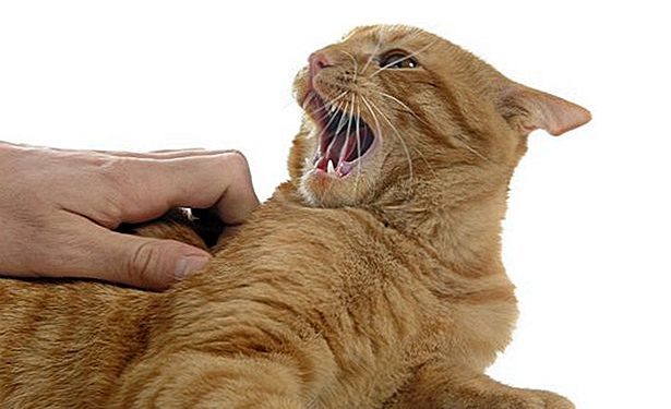 Comment soigner une morsure de chien naturellement ?