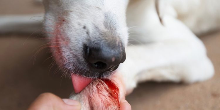 Quand un chien se lèche les pattes ?