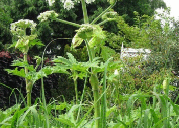 Quelles sont les plantes les plus allergisantes ?
