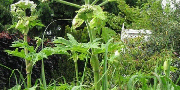 Quelles sont les plantes les plus allergisantes ?