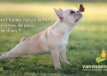 Comment soigner naturellement une dermatite chez le chien ?