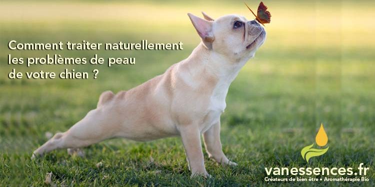 Comment soigner naturellement une dermatite chez le chien ?