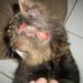 Pourquoi mon chat se bouffe les poils ?