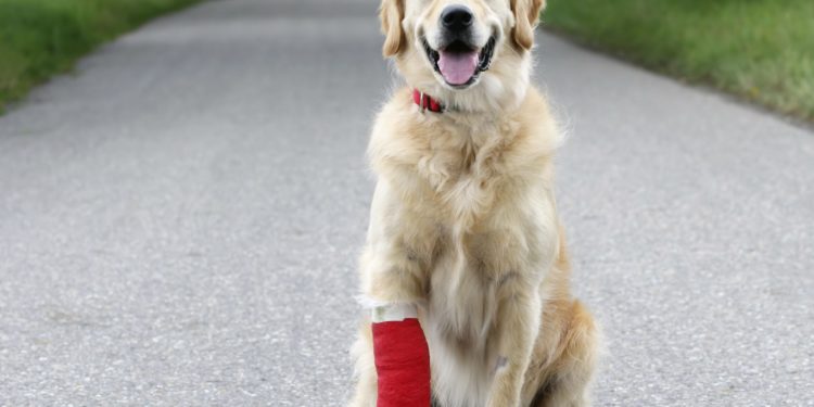 Comment soigner une dysplasie chez le chien ?