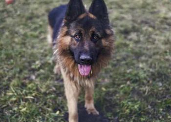 Pourquoi le chien tousse ?