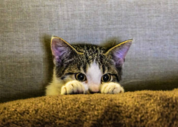 Comment désinfecter la bouche d'un chat ?