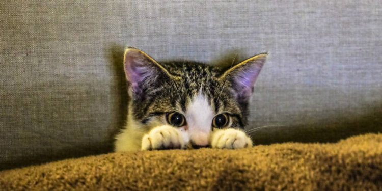 Comment désinfecter la bouche d'un chat ?