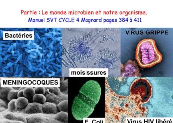 Quel est l'antibiotique le plus efficace ?
