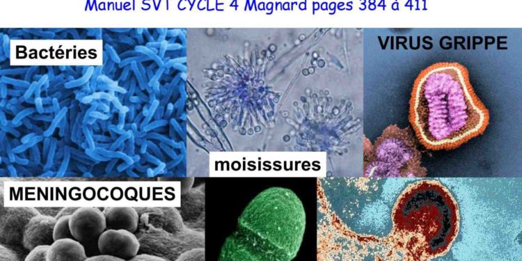 Quel est l'antibiotique le plus efficace ?