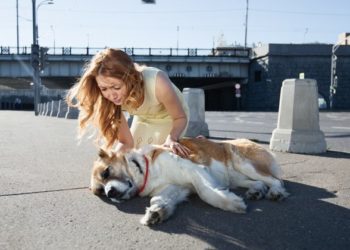 Comment soigner un coup de chaud chez le chien ?