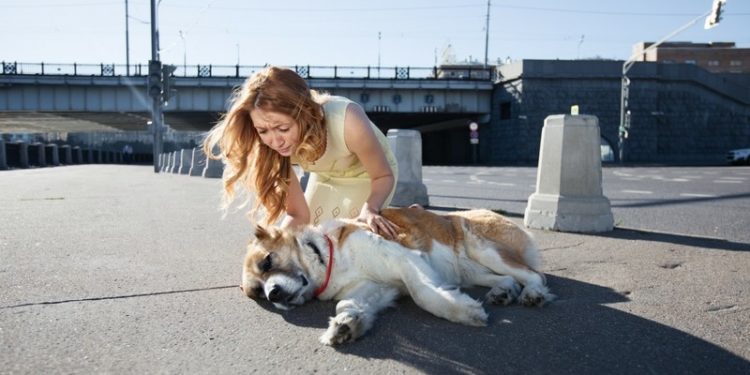 Comment soigner un coup de chaud chez le chien ?