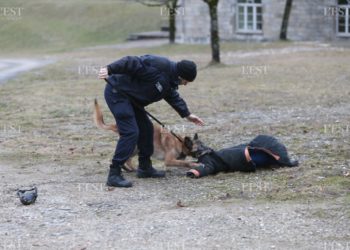 Où porter plainte pour une morsure de chien ?