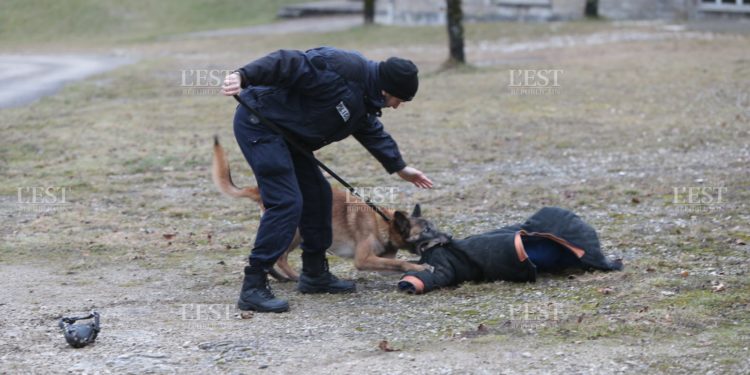 Où porter plainte pour une morsure de chien ?
