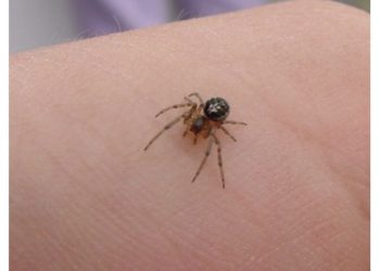 Comment faire dégonfler une piqûre d'araignée ?