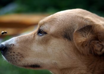Comment savoir si mon chien sest fait piquer par une abeille ?