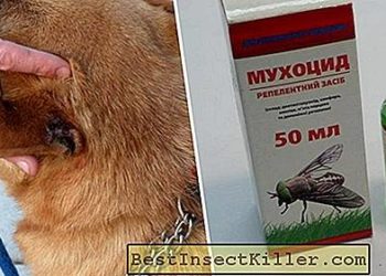 Comment eviter les mouches sur les oreilles des chiens ?