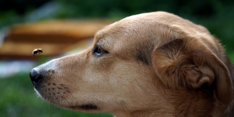 Comment savoir si mon chien sest fait piquer par une abeille ?