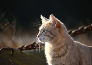Quel antiseptique pour un chat ?