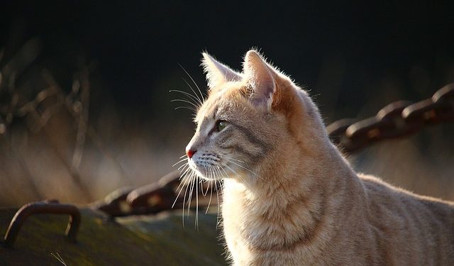 Quel Antiseptique Pour Un Chat