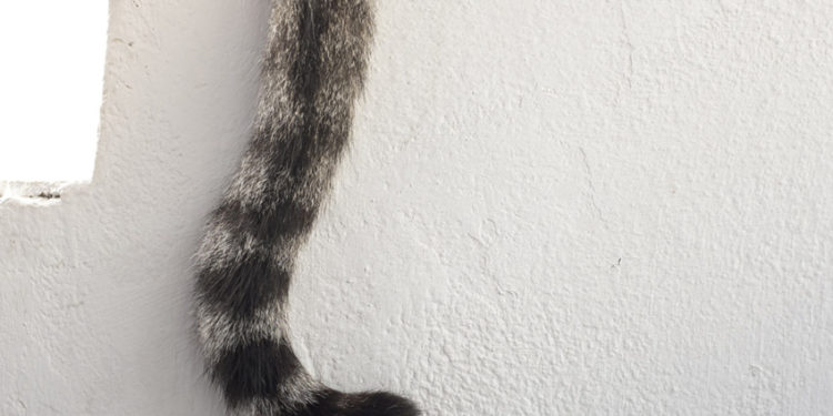 Comment guérir la queue d'un chat ?