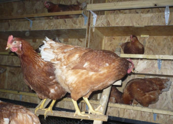 Comment se débarrasser des poux de poules définitivement ?