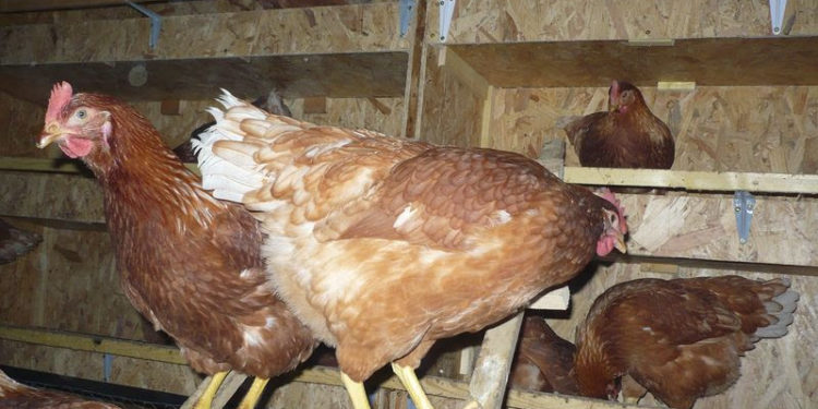 Comment se débarrasser des poux de poules définitivement ?