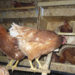 Comment se débarrasser des poux de poules définitivement ?