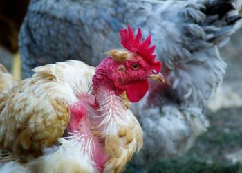 Comment une poule attrape la coccidiose ?