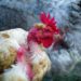 Comment une poule attrape la coccidiose ?