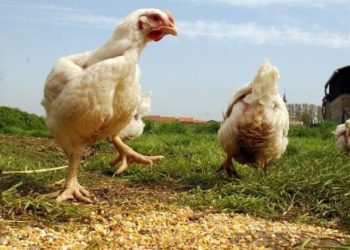 Comment confiner les volailles ?