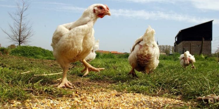 Comment confiner les volailles ?