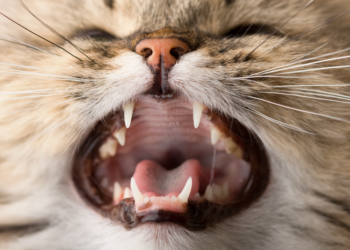 Pourquoi Detartrage chat ?