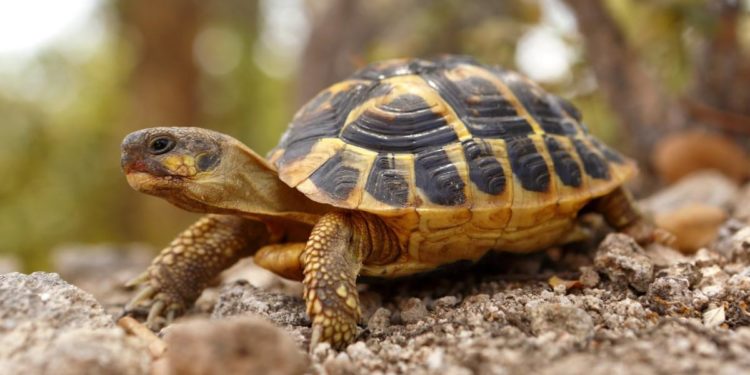 Qu'est-ce qu'une tortue Toblerone ?