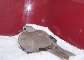 Comment soigner une tourterelle blessée ?