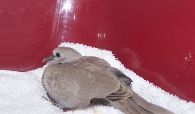 Comment soigner une tourterelle blessée ?