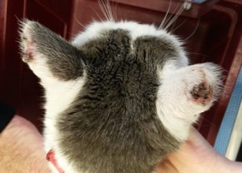 Comment soigner une tumeur chez le chat ?