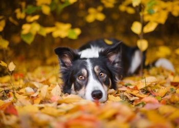 Pourquoi le blanc ne doit pas dominer chez le Border Collie ?