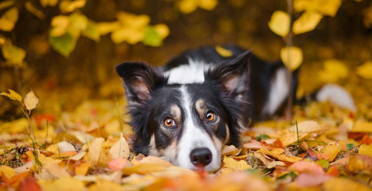Pourquoi le blanc ne doit pas dominer chez le Border Collie ?