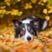 Pourquoi le blanc ne doit pas dominer chez le Border Collie ?