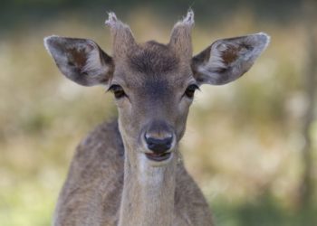 Quelle taille fait une biche ?