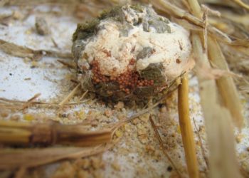 Est-ce que les puces de poules vont sur les humains ?