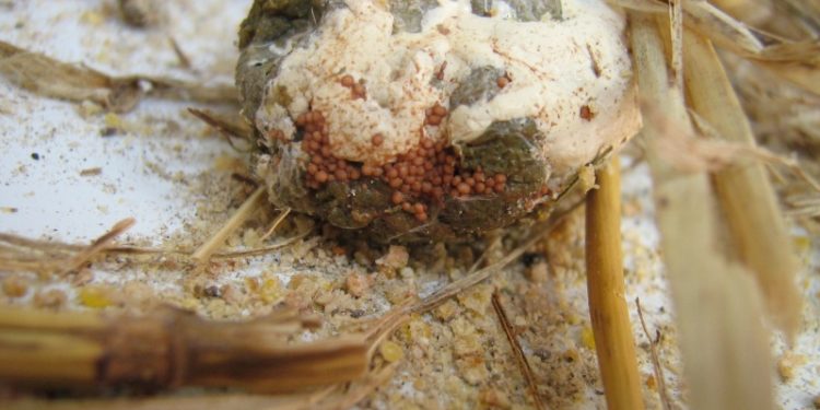 Est-ce que les puces de poules vont sur les humains ?