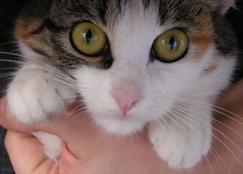 Pourquoi la plupart des chats ont les yeux verts ?