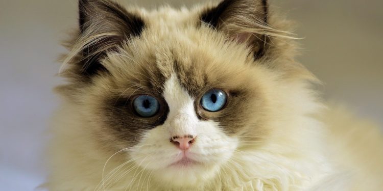 Quelle est la particularité des yeux des chats ?